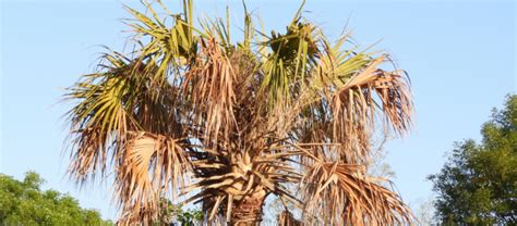 Lethal Bronzing Disease Protecting Our Communitys Palms Naples Botanical Garden