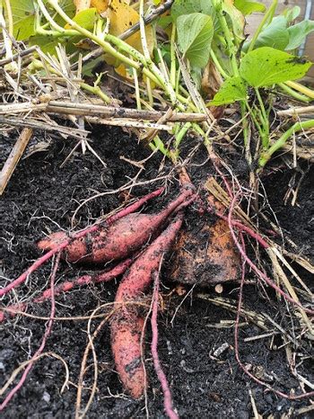 S Kartoffeln Anbauen Pflegen Ernten Und Richtig Lagern