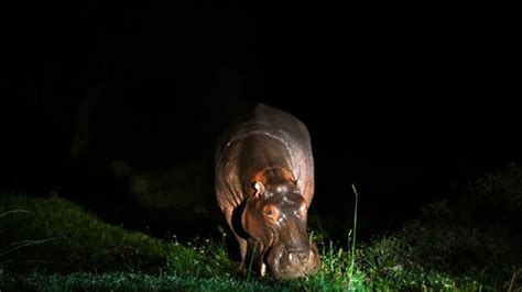 Colombia's 'cocaine hippos': A problem too big to ignore