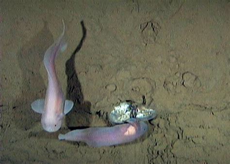 snailfish ocean treasures memorial library