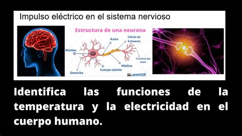 Temperatura Y Electricidad En El Cuerpo Humano YouTube