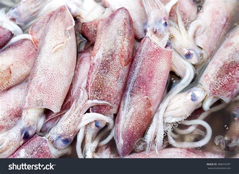 Squid Jets Bilder Stockfotos Und Vektorgrafiken Shutterstock