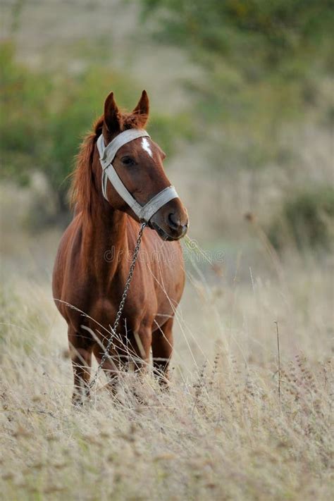 Caballo Doméstico Foto De Archivo Imagen De Atado Rojo 21364236