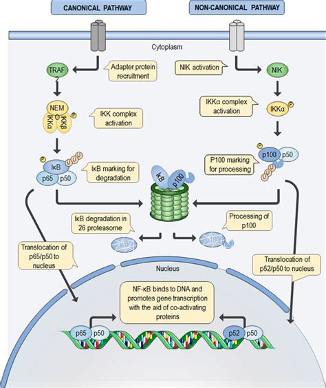 Nf κb Pathway The Canonical Pathway Left Is Responsible For The Download Scientific Diagram