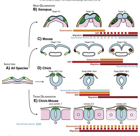 Neural Crest Cells Memorycolor