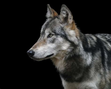 Free picture: portrait, grey wolf, fur, animal, eye, head