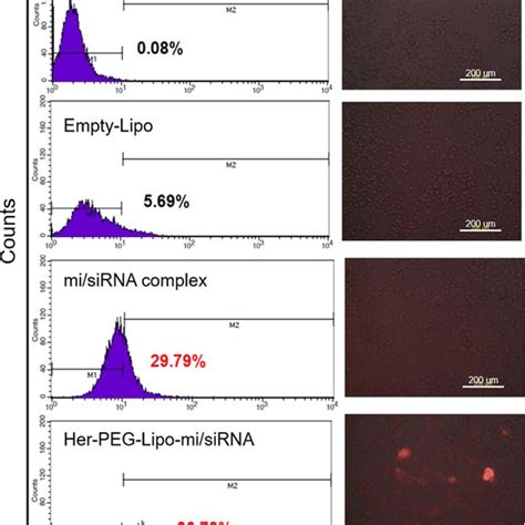 Transfection Efficiency Of Her Peg Lipo Mi Sirna Cellular Uptake Of