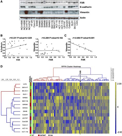 Fxr Western Blot And Reverse Phase Protein Array Rppa Cluster