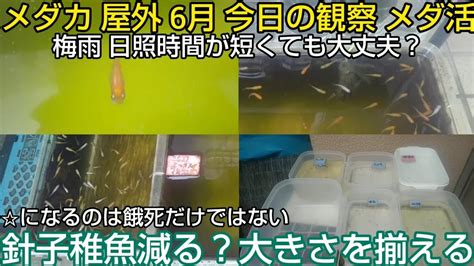 メダカ 屋外 6月 針子稚魚が減る になる 大きさを揃える 餓死だけではない 梅雨 日照時間が短くても大丈夫？ 今日の観察 メダ活