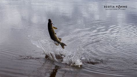 Guided Pike Fishing Trips in Scotland - Scotia Fishing