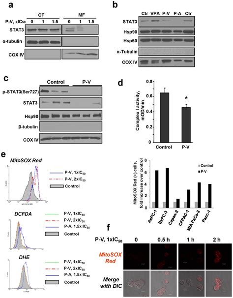 A Immunoblots For Stat Tubulin Or Cox Iv In Cytosolic Cf And