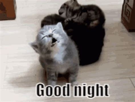 Good Night Cat Gif GIF - Good Night Cat Gif - Discover & Share GIFs ...