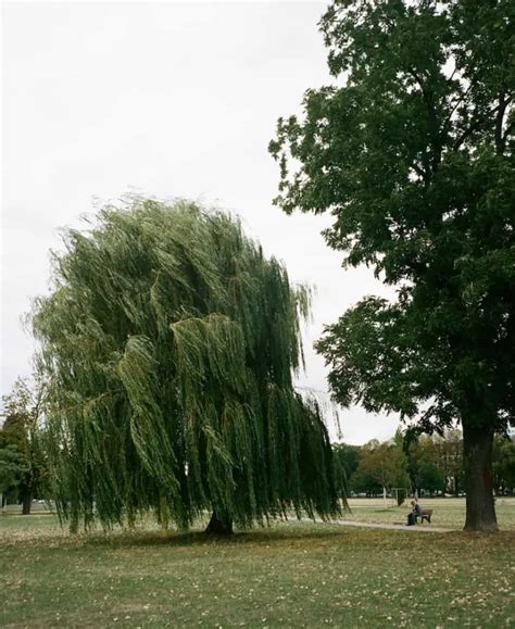 Spiritual Meaning Of Willow Tree Symbolism And Meanings