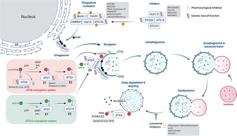 Frontiers Targeting Autophagy To Treat Cancer Challenges And