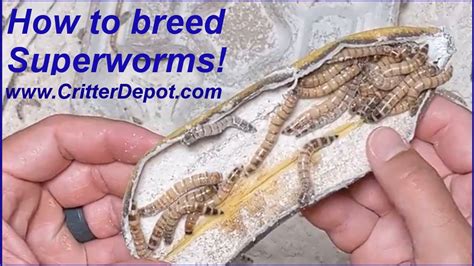 How To Breed Superworms Youtube