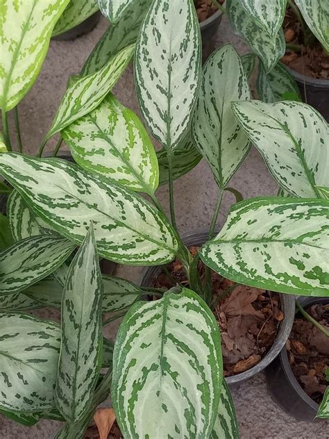 Aglaonema Commutatum Silver Queen