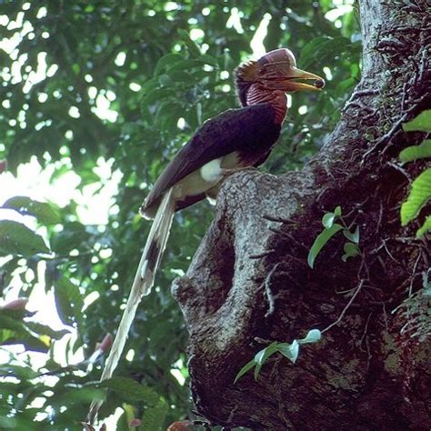 Helmeted Hornbill — Asian Species Action Partnership | ASAP