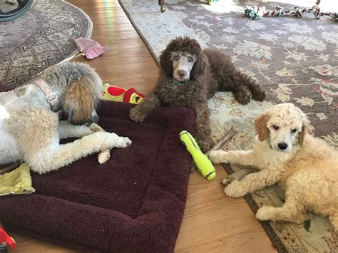 Service Dogs: Why Lifetime Training is Critical — Mobility Service Dog - West Coast Project