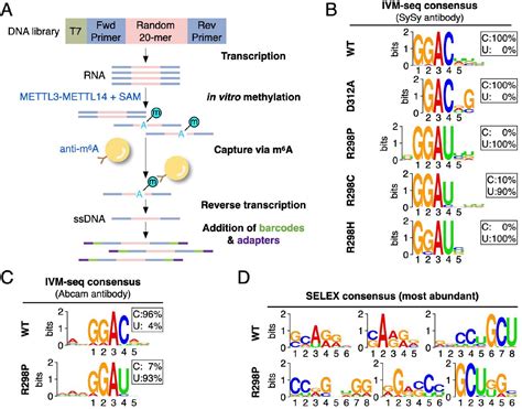 Rna Oligonucleotides Millipore Bioz