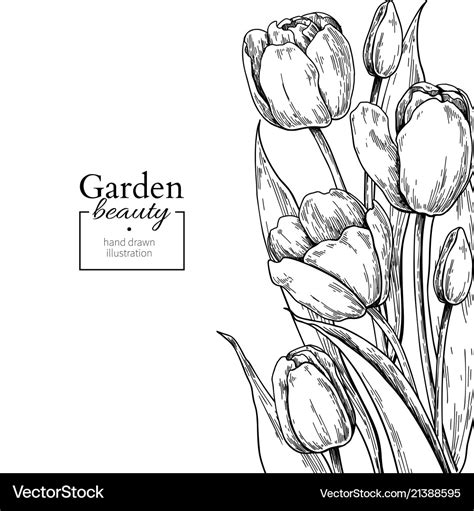 Tulip Flower And Leaves Drawing Border Royalty Free Vector