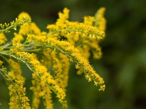 Ohio Native Plants List - 10 Plants You'll Love In Your Garden