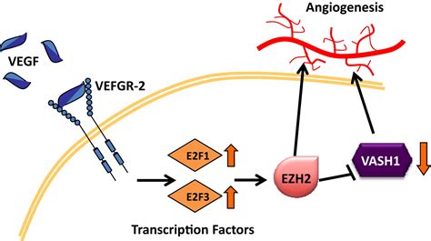 Regulation Of Tumor Angiogenesis By EZH2 Cancer Cell