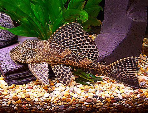 Beautiful Plecostomus Fish in a Planted Aquarium