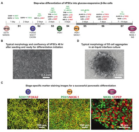 Genome Editing And Directed Differentiation Of Hpscs For Interrogating