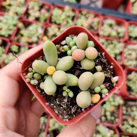 Foliagems Live Succulent Plants From Uskc 2 Pot Tylecodon Schaeferianus Patio