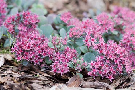 31 of the Best Sedum Varieties | Gardener’s Path