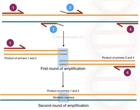 Site-Directed Mutagenesis: Methods and Applications | Genetic Education ...