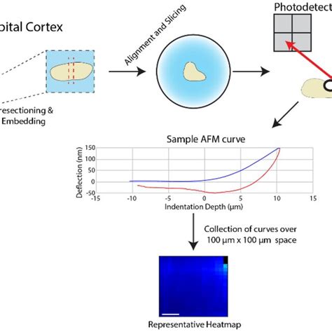 Measurement Of Microscale OC Stiffness Via AFM Representative Workflow