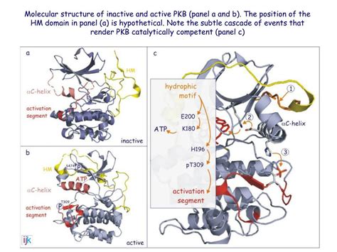 PPT - PI 3-kinase, PKB, protein synthesis and cellular survival ...