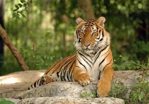 Wallpaper Animals Nature Tiger Wildlife Big Cats Zoo Jungle