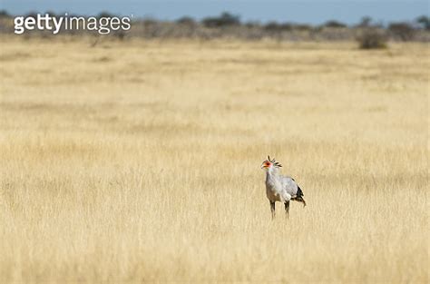 Secretary Bird Sagittarius Serpentarius Walking In Grassland