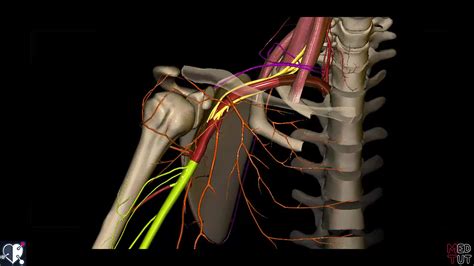 Obere Extremit T Arterien An Schulter Oberarm Und Ellenbogen D