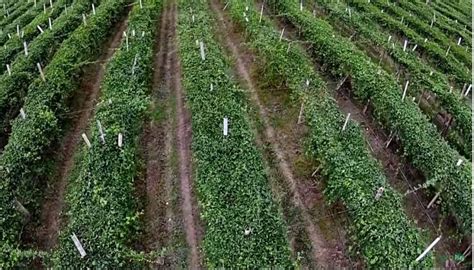 C Mo Sembrar Maracuy Plantaci N Polinizaci N Poda Y Cuidados