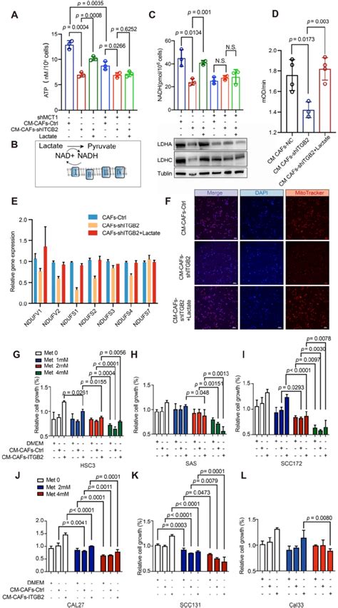 ITGB2 Expressing CAFs Promotes OSCC Proliferation Via NADH Generated