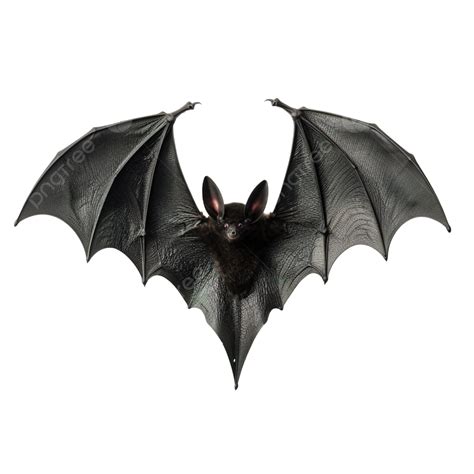 Count Dracula Vampire S Bat Bat Vampire Count Png Transparent Image