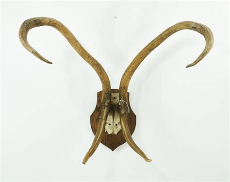 Burmese Eld S Deer Antlers Uk Bird Small Mammal Taxidermist Mike