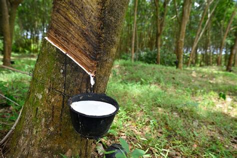 O Que É Latex Natural - Close-up Látex de borracha natural preso na seringueira, látex de ...