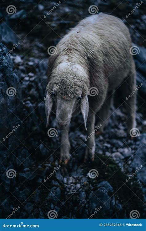 Tiro Certeiro Da Cabra Nas Montanhas Rochosas Imagem De Stock Imagem