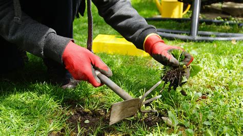 The Best Time Of Year To Get Rid Of Your Lawn's Weeds And Why