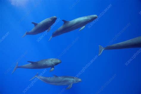 False killer whale pod - Stock Image - C042/8264 - Science Photo Library