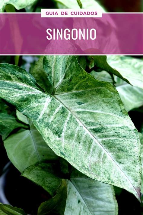 Singonio Cuidados Y Reproducci N Del Syngonium Jpyf Plantas