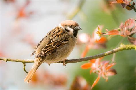 Birds That Look Like Sparrows Inc Awesome Photos