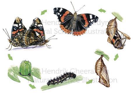 Red Admiral Butterfly Life Cycle