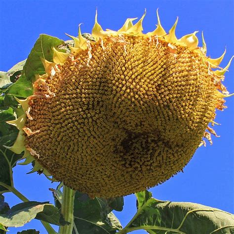 Mongolian Giant Sunflower Seeds, Helianthus | American Meadows