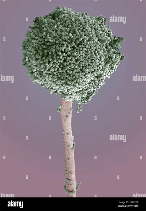 Aspergillus Fungus Coloured Scanning Electron Micrograph SEM Of The