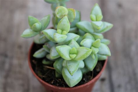 Crassula Rupestris La Boutique Del Verde